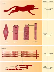 Taille des structures en mouvement et vitesses de déplacement correspondantes - crédits : Encyclopædia Universalis France