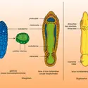 Pogonophores : développement - crédits : Encyclopædia Universalis France