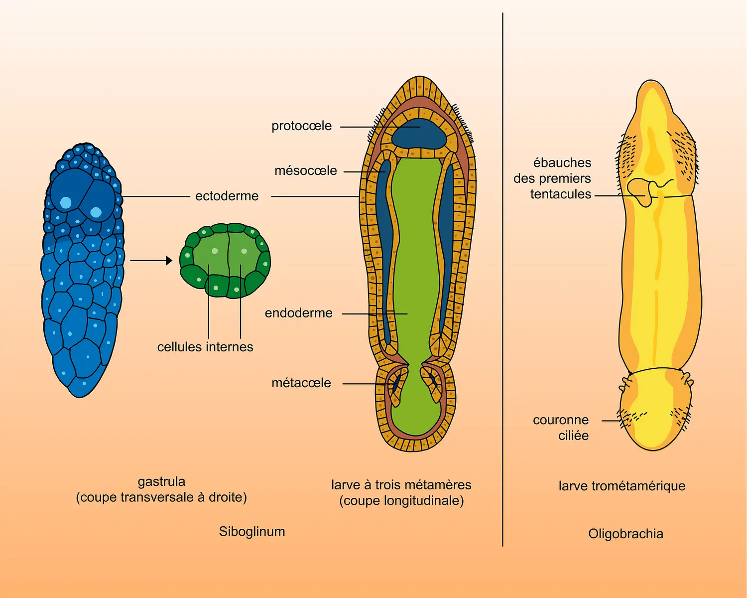 Pogonophores : développement