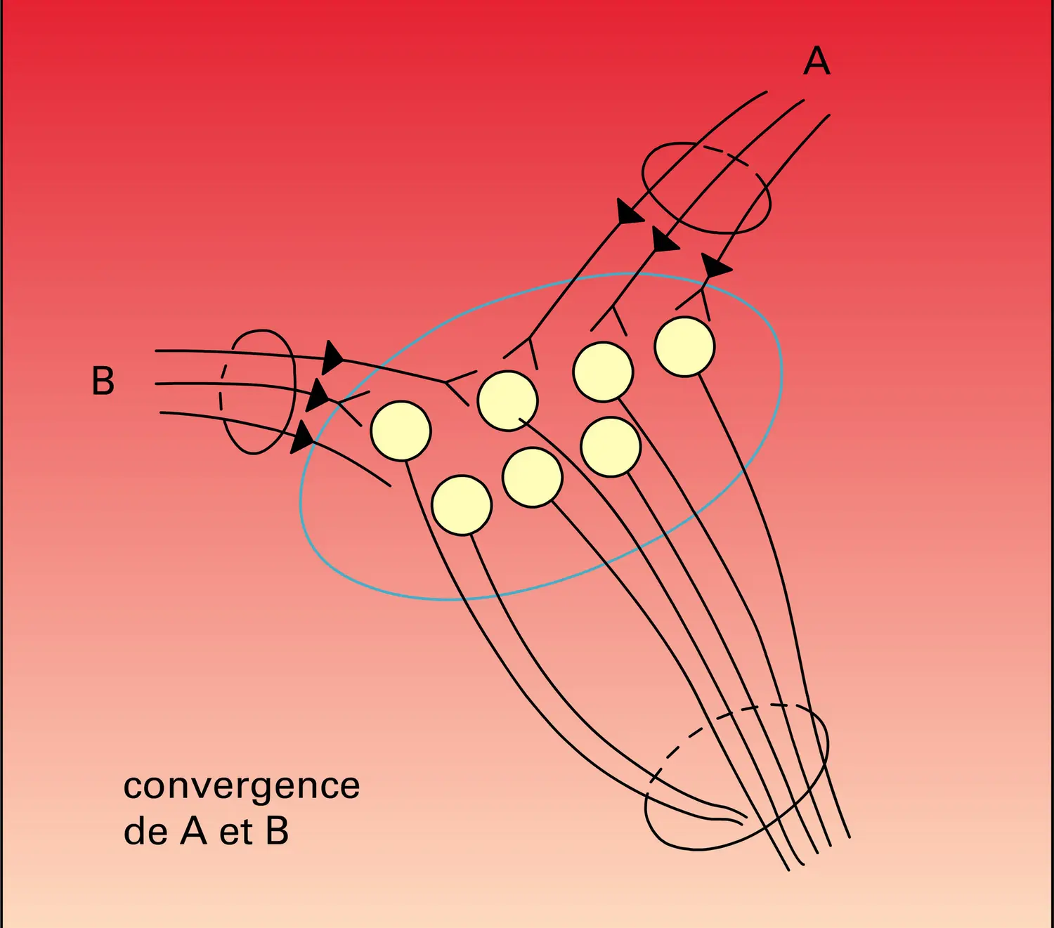 Convergence, facilitation et occlusion - vue 1