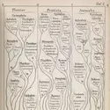 Arbre phylogénétique de Haeckel  - crédits : Wellcome Library, London