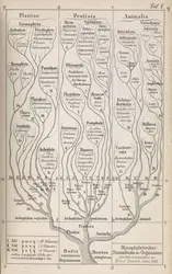 Arbre phylogénétique de Haeckel  - crédits : Wellcome Library, London