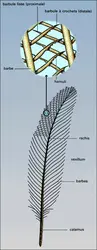 Structure d'une plume - crédits : Encyclopædia Universalis France