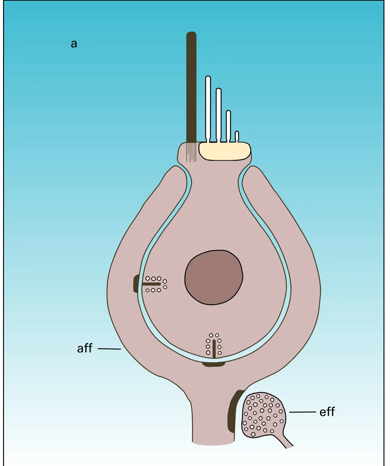 Cellules mécanoréceptrices du vestibule de l'oreille - vue 1