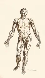 Musculature humaine (côté ventral) - crédits : D.R./ Aldus Books London