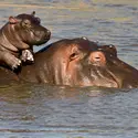Hippopotame et son petit - crédits : Manoj Shah/ Stone/ Getty Images