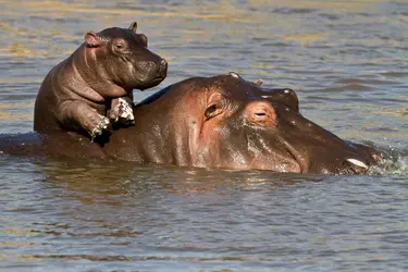 Hippopotame et son petit - crédits : Manoj Shah/ Stone/ Getty Images