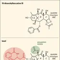 Structure chimique des molécules 10-désacétylbaccatine III, taxol et taxotère - crédits : Encyclopædia Universalis France