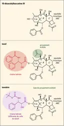 Structure chimique des molécules 10-désacétylbaccatine III, taxol et taxotère - crédits : Encyclopædia Universalis France