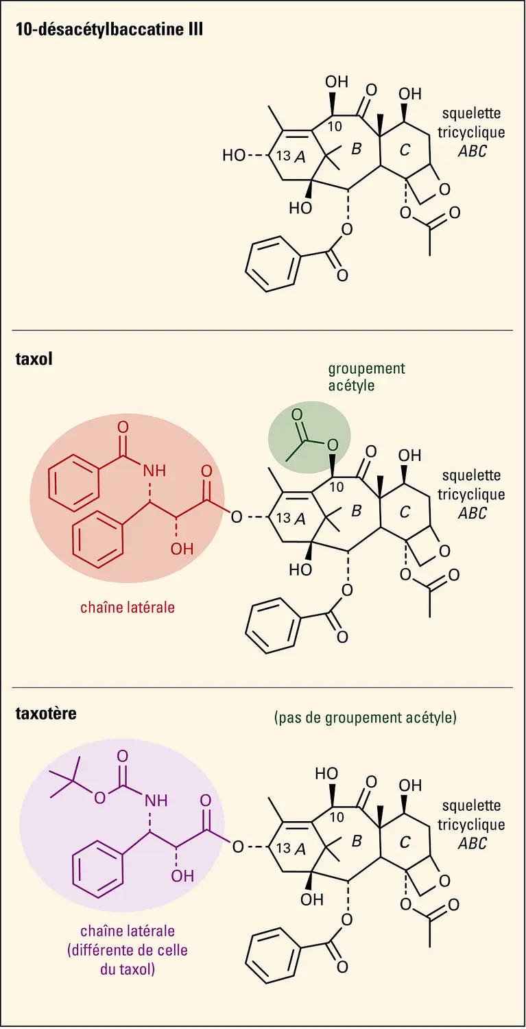 Structure chimique des molécules 10-désacétylbaccatine III, taxol et taxotère