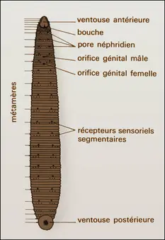 Hirudo, vue ventrale