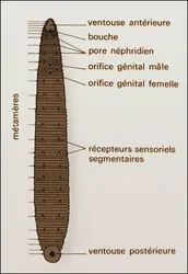 Hirudo, vue ventrale - crédits : Encyclopædia Universalis France