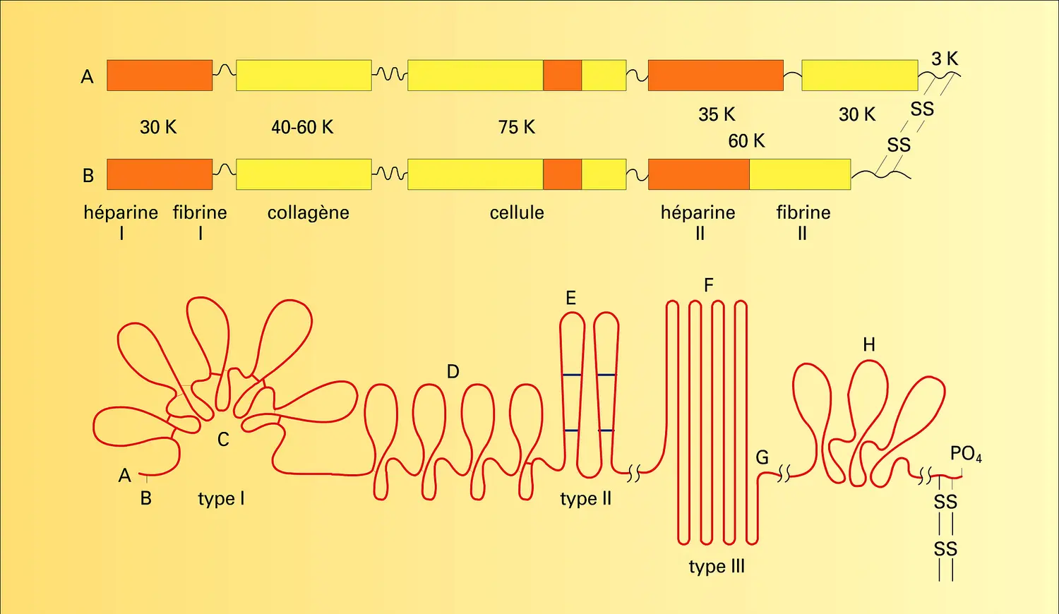 cellule plasmatique