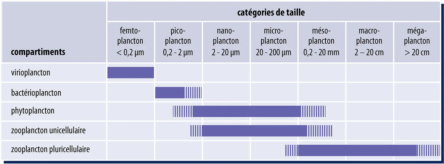 Catégories du plancton