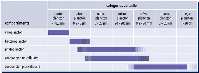 Catégories du plancton - crédits : Encyclopædia Universalis France