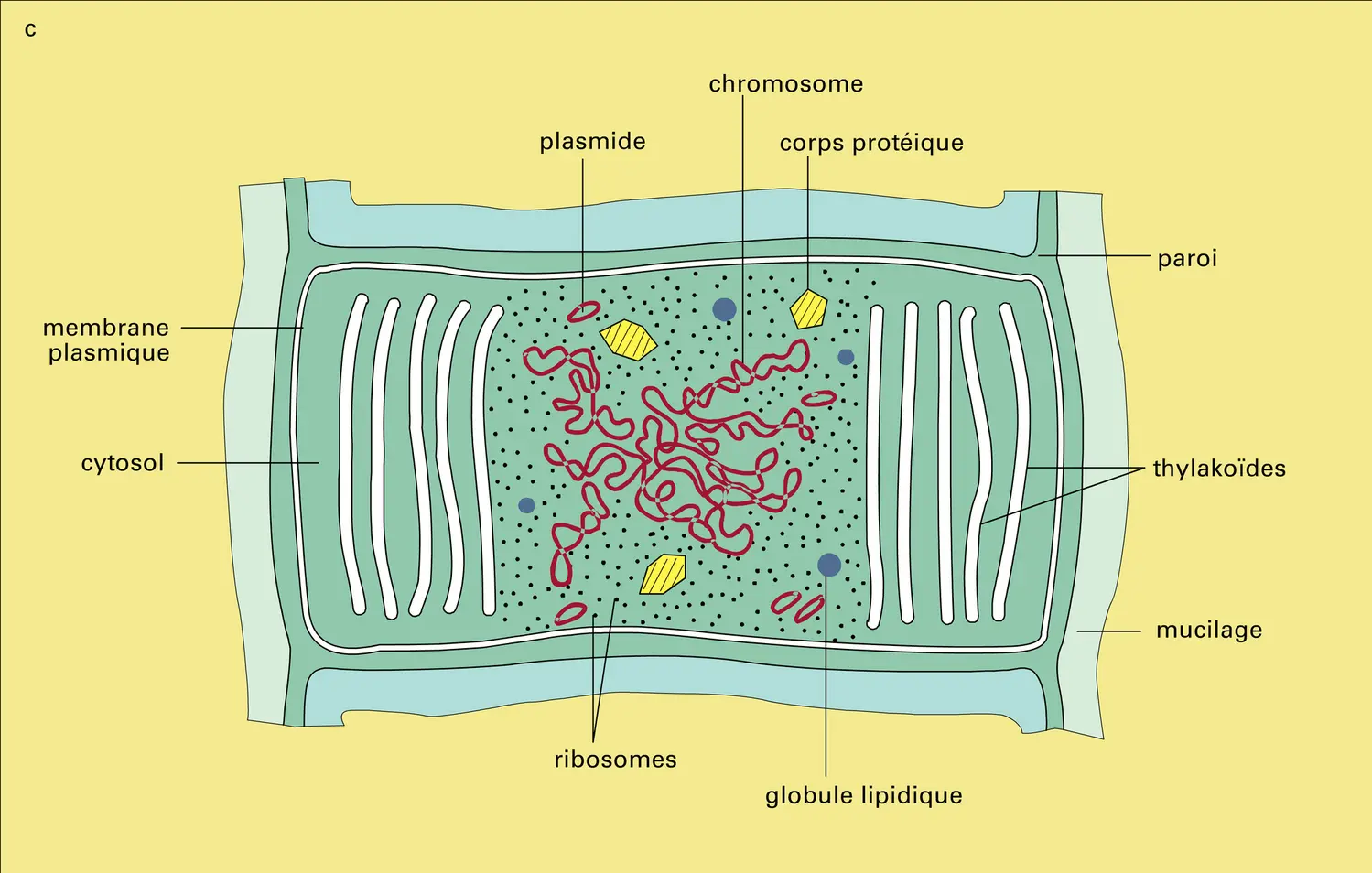 Cellules procaryotes : anatomie - vue 2