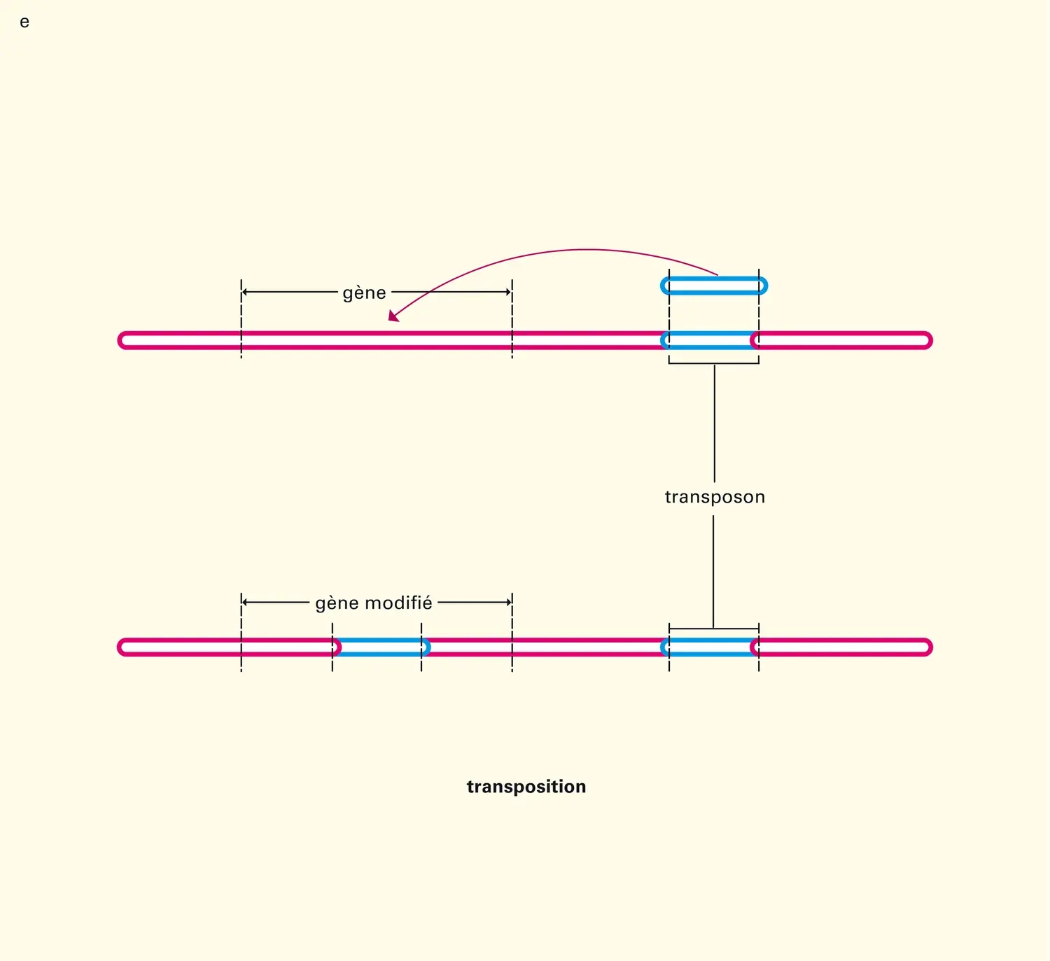 Cellule : modifications de l'information - vue 5