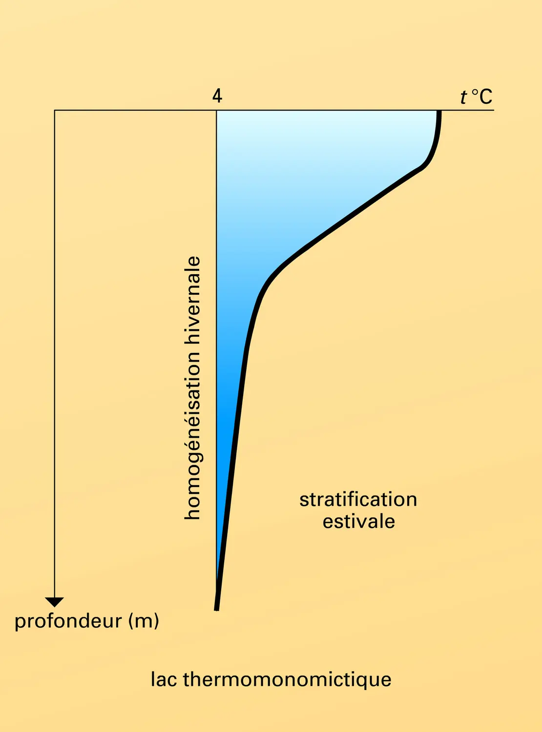 Évolution de la température des lacs holomictiques - vue 2