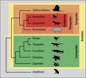 Relations de parenté des Dicynodontes - crédits : Encyclopædia Universalis France