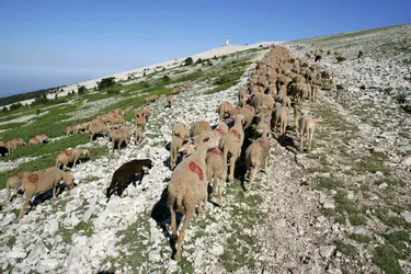 Réserve de biosphère du mont Ventoux - crédits : P. Aguilar/ SMAEMV