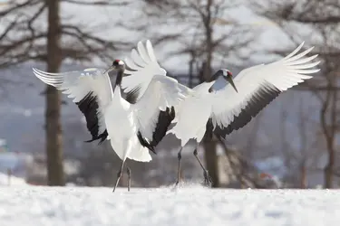 Grues du Japon - crédits : J. Anon/ Shutterstock