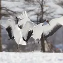 Grues du Japon - crédits : J. Anon/ Shutterstock