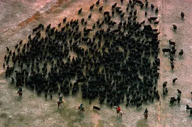 Cow-boys - crédits : Nicholas DeVore/ Stone/ Getty Images