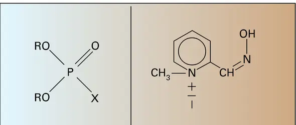 Anticholinestérasiques et pyridine - crédits : Encyclopædia Universalis France