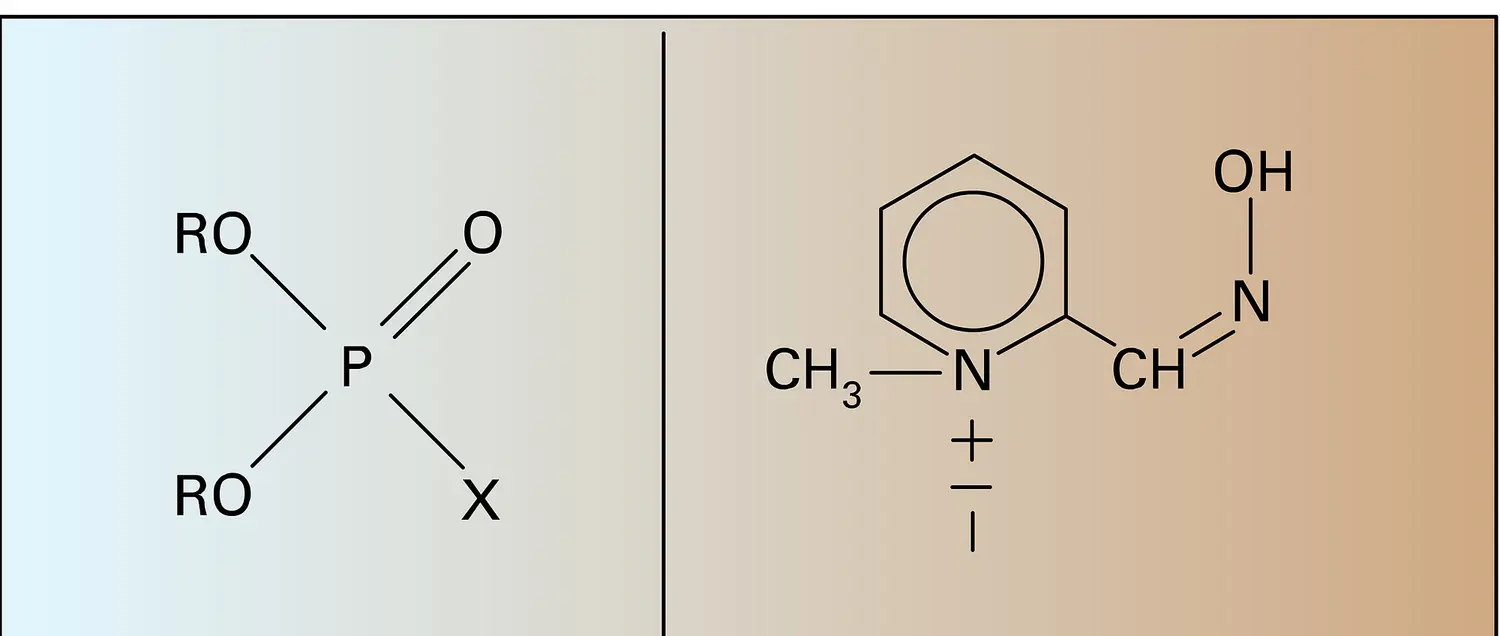 Anticholinestérasiques et pyridine