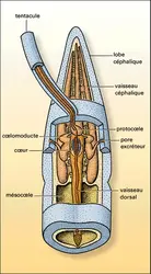 Siboglinum : cavités cœlomiques - crédits : Encyclopædia Universalis France