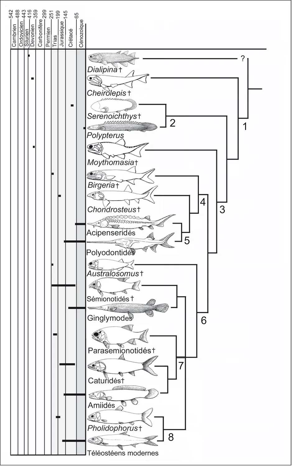 Actinoptérygiens actuels et fossiles