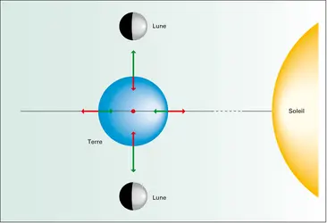 Marées de mortes eaux - crédits : Encyclopædia Universalis France