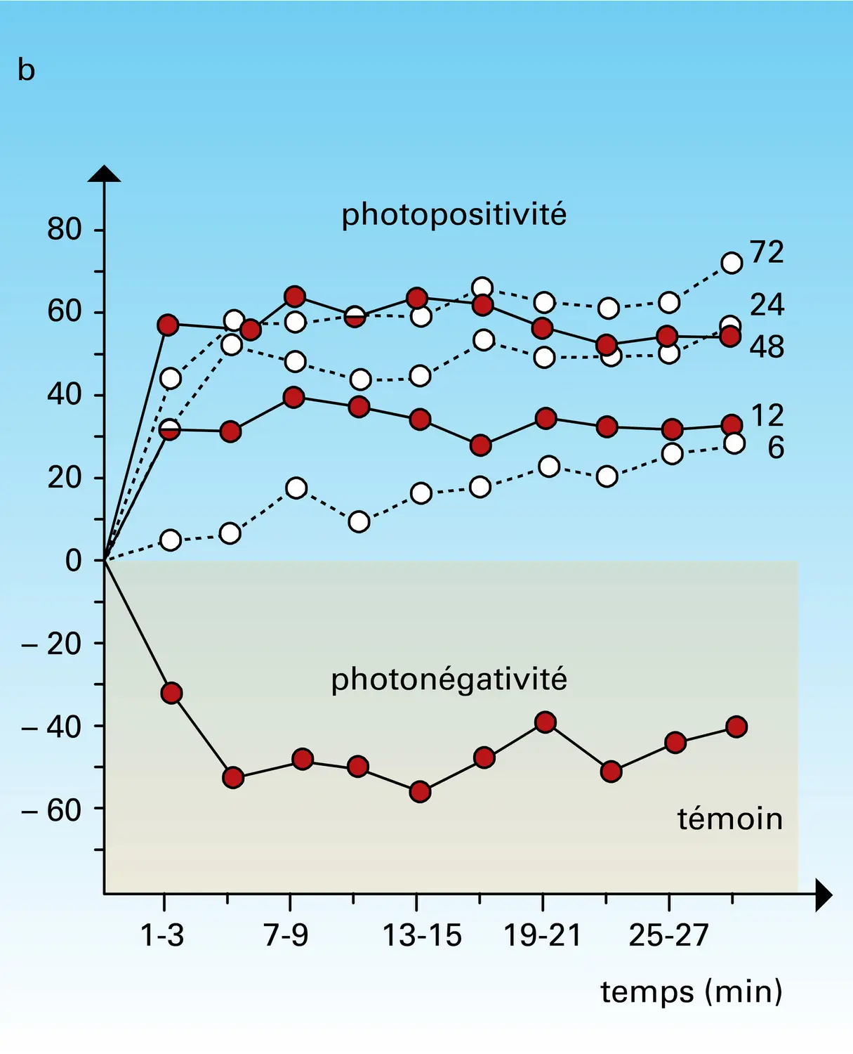 Calendra granaria : comportement phototaxique - vue 2