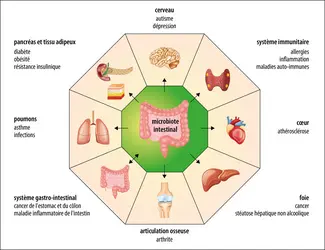 Diversité des maladies liées au microbiote intestinal - crédits : Encyclopædia Universalis France