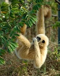 Gibbon lar - crédits : Thierry Falise/ LightRocket/ Getty Images
