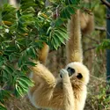 Gibbon lar - crédits : Thierry Falise/ LightRocket/ Getty Images