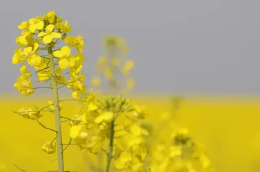 Fleur de colza - crédits : Bildagentur Zoonar GmbH/ Shutterstock