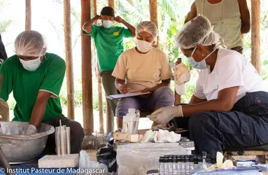 Recherche de la peste sur le terrain à Madagascar - crédits :  Sitraka Andrinivo/ Institut Pasteur de Madagascar