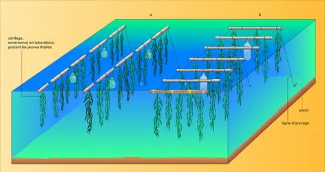 Aquaculture : culture en radeaux d'algues - crédits : Encyclopædia Universalis France