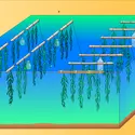 Aquaculture : culture en radeaux d'algues - crédits : Encyclopædia Universalis France