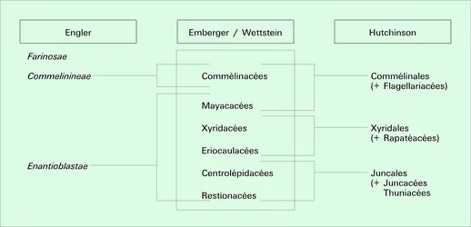 Systèmes de classification - crédits : Encyclopædia Universalis France