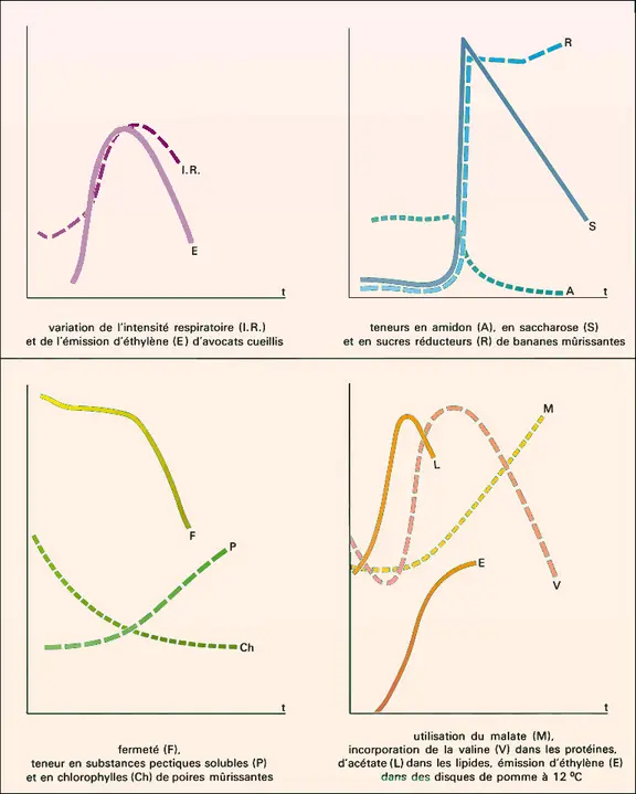 Métabolisme de la croissance / maturation