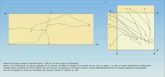 Imagos de Calotermes : influence des rayons lumineux - crédits : Encyclopædia Universalis France