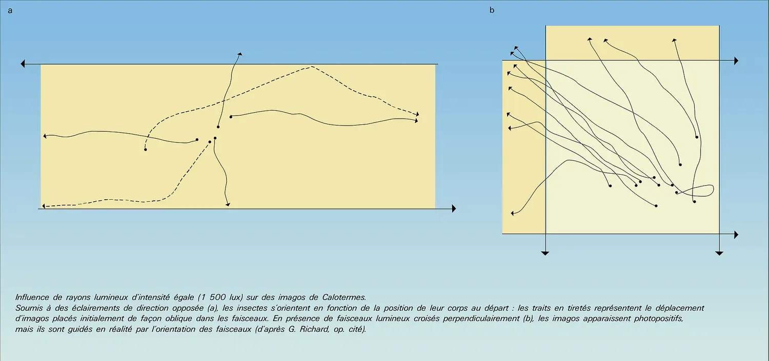 Imagos de Calotermes : influence des rayons lumineux