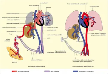 Fœtus humain : circulation sanguine - crédits : Encyclopædia Universalis France