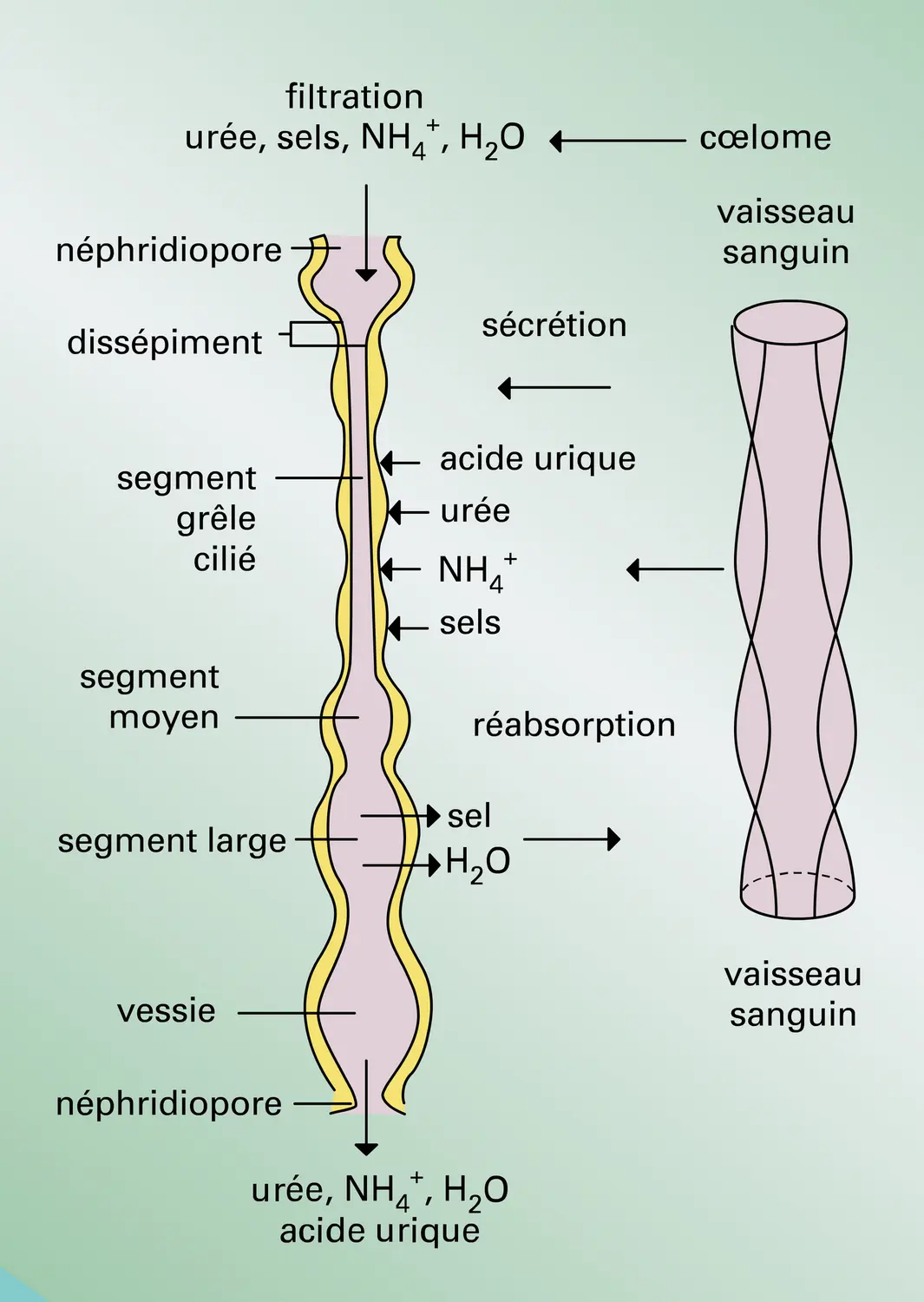 Métanéphridies des Annélides - vue 2