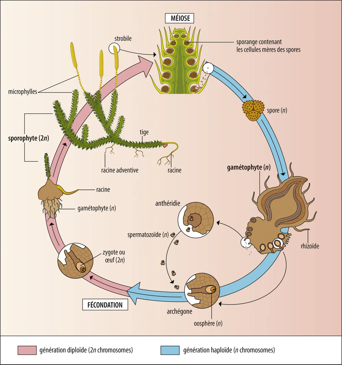 Cycle de vie d’un lycopode