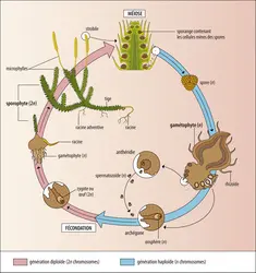 Cycle de vie d’un lycopode - crédits : Encyclopædia Universalis France