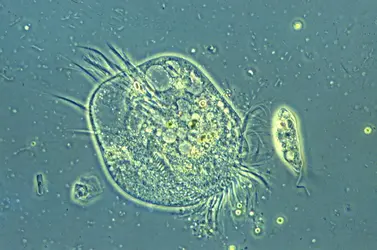 Nage des unicellulaires eucaryotes - crédits : De Agostini/ Getty Images