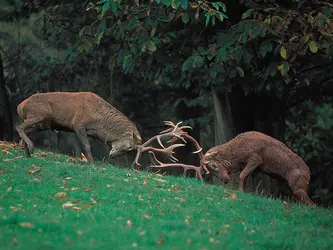 Combat de cerfs - crédits : S. Meyers GDT/ Ardea London